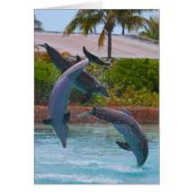 3 Flying Dolphins Note Cards