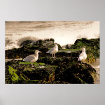 3 Gulls Poster
