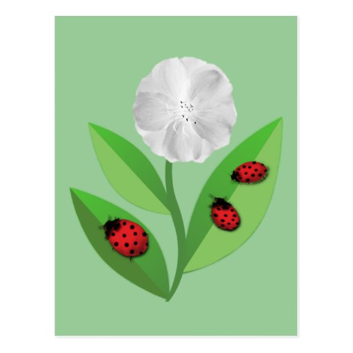 3 Ladybugs Postcard
