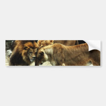 3 Lions Pushing their Heads Together Bumper Sticker