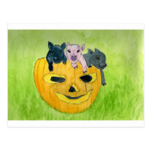 3 Pigs in a Pumpkin Post Cards