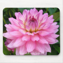 3 Pink Dahlia Burst