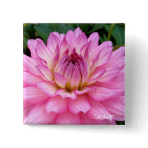 3 Pink Dahlia Burst