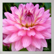 3 Pink Dahlia Burst Poster