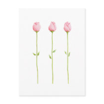 3 Pink Rosebuds Postcard