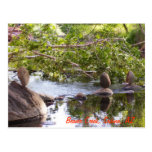 3 rocks_green postcards