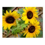 3 tournesols carte postale