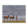 3 Wild Donkeys by the Sea Postcards