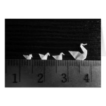 3cm Family Swim