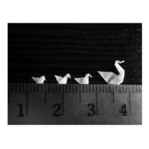 3cm Family Swim Post Card