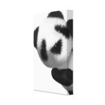 3d Baby Panda Peeps Gallery Wrapped Canvas