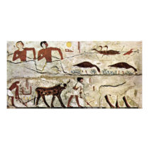 3Rd Dynasty Of Egypt Painting: Trapping (Harvestin Photo Card