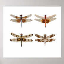 4 études de libellule dans l'aquarelle poster