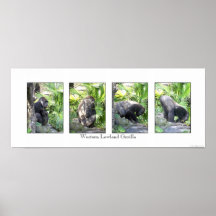 4 Images of a Gorilla Posters