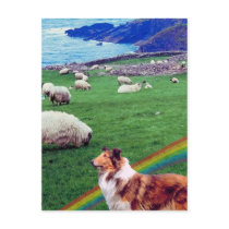 4.  Ireland Coast,  Collie & Flock of Sheep #2 Post Cards