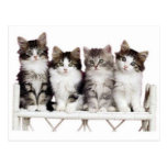 4 kittiens on a bench postcard