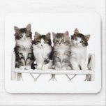 4 kittiens sur un banc tapis de souris