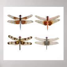 4 libellules sur la toile posters