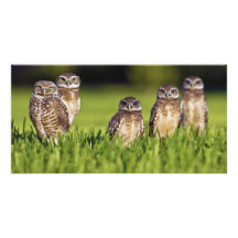 5 Burrowing Owls Athene Cunicularia Personalized Photo Card