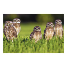 5 Burrowing Owls Athene Cunicularia Custom Stationery