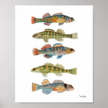 5 Freshwater Darters Poster
