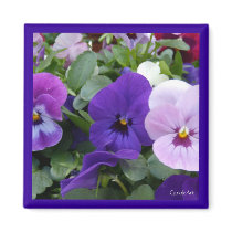 5 Purple Lavender Blue Pansies