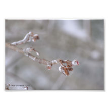 5X7 Alder Cones Encased in Ice Photo Art