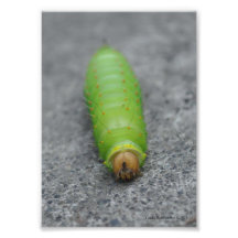 5X7 Amazing Caterpillar - Antheraea Polyphemus Photo