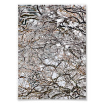 5X7 Corkscrew Willow Covered in Ice Photo