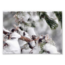 5X7 Evergreen Needles and Cone Encased in Ice Photographic Print