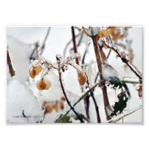5X7 Hydrangea Leaves in the Snow and Ice Photographic Print