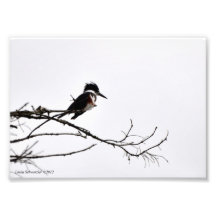 5X7 Kingfisher Against the Stark Sky Photo Print