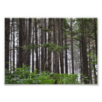 5X7 La Push 2nd Beach Trail Photo Print