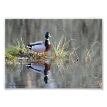 5X7 Mallard Duck Relections Art Photo