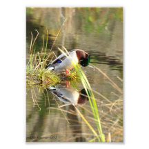 5X7 Mallard Duck Tucking its Head Photographic Print