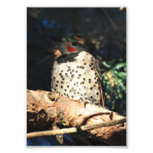 5X7 Northern Flicker Photo Art