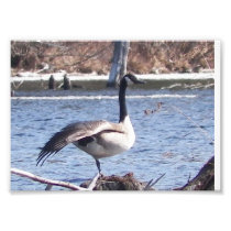 5x7 Photoprint of Canadian Goose Stretching