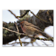 5X7 Red Finch Photograph