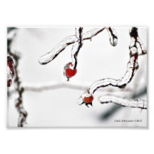 5X7 Rose Hips Encased in Ice Photo Print