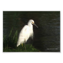 5X7 Snowy Egret Photo Print