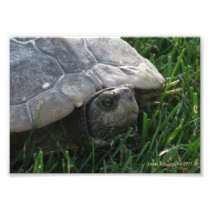 5X7 Turtle - The Old Wise One Photograph