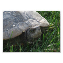 5X7 Turtle - The Old Wise One Photograph