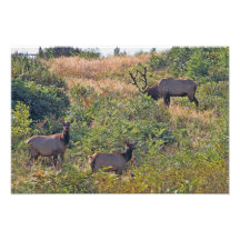 6 Point Bull Elk and Two Cows Wildlife Photo