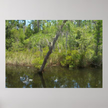 6ft Marsh Tree Poster