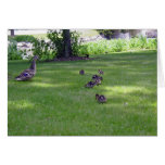 7 Little Ducks Greeting Card