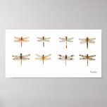 8 Dragonfly species Posters