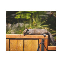 8 X 10 - Squirrel on a Fence Canvas Prints