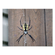 8x10 Argiope Garden Spider Photo