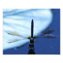8x10 'Balance' Zen Dragonfly Art Photo