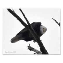 8X10 Bald Eagle Mad at Me! Photo Print